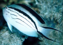 Genicanthus lamarck (Lamarck Angel Fish)