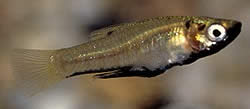 Girardinus metallicus Metaalgirardinus