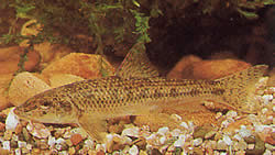 Gobio gobio (Stoten)