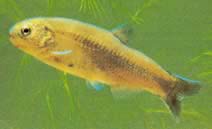 Gymnocharacinus bergi Patagonië's naakte karakter