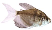 Gymnocorymbus ternetzi Weduwe