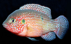 Hemichromis lifalili (Rode cichlid)
