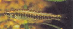 Hemigrammocharax multifasciatus Afrikaanse geruite tetrachette