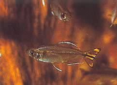 Hemigrammopetersius caudalis Congo Tetra met geel