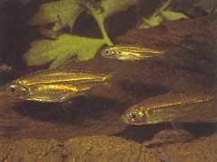 Hemigrammopetersius septentrionalis (Noord-Afrikaanse Tetra-Néon)
