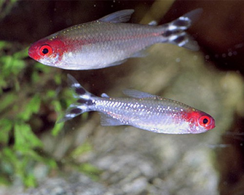 Hemigrammus bleheri (Rode mond tetra)