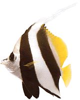 Heniochus acuminatus (Kruis aan)