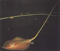 Himantura oxyrhynchus Indo-Australische gevlekte lijn