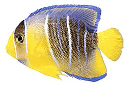 Holacanthus ciliaris (Royal Angel)