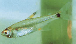 Holoshestes pequira (Oranje vlek tetra)