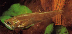 Hydrolycus scomberoides (Tetra-loup, karakter-tigre)
