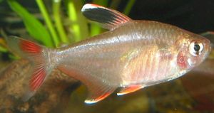Hyphessobrycon bentosi bentosi