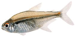 Hyphessobrycon heterorhabdus (Belgische vlag)