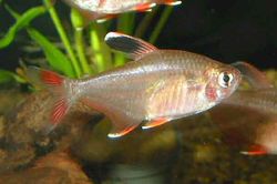 Hyphessobrycon ornatus