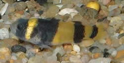Hypogymnogobius xanthozona