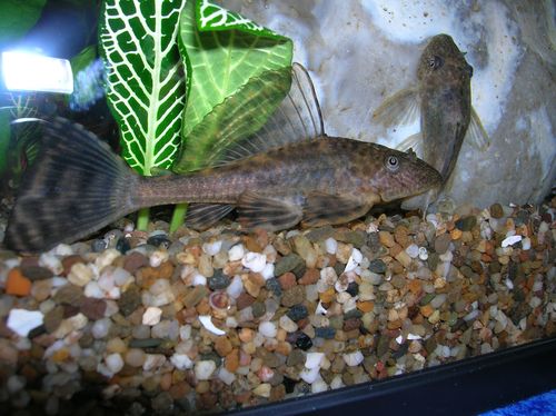 Hypostomus plecostomus (Pleco, wasmachine, zuigen)