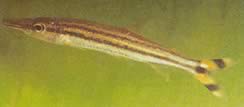 Ichthyborus quadrilineatus Characin bij BEC (PHAGO) met vier lijnen