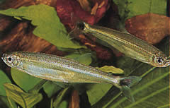 Iguanodectes spilurus (Tetra-olie)