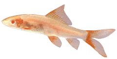 Labeo erythrurus