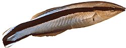 Labroides dimidiatus Veel voorkomende schoner