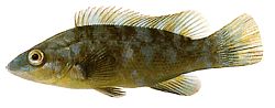 Labrus bergylta Oubollig