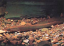 Lampetra fluviatilis (Fluviale lamp)