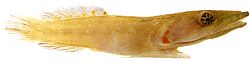 Lepadogaster candollei Hengel
