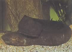 Lepidosiren paradoxa (Zuid -Amerika Lepidosirène)