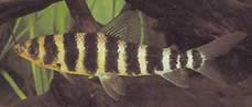Leporinus fasciatus fasciatus Leporinus met zwarte bands