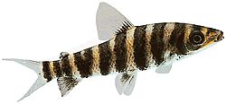 Leporinus octofasciatus (Leporinus met rode vinnen)