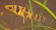 Leporinus pellegrini Pellegrin Leporinus