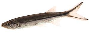 Luciosoma setigerum Apollo Shark
