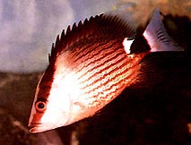 Lutjanus sanguineus Rode bloedgewassen