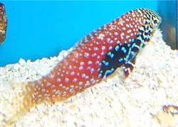 Macropharyngodon bipartitus (Vermiculeerde labre)