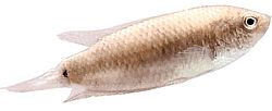 Macropodus cupanus (Bruin-staartstaartvisserijvissen)