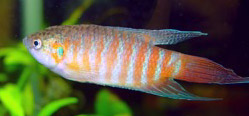 Macropodus opercularis (paradijs)