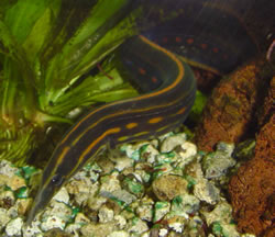 Mastacembelus erythrotaenia (Fire Pointe Anguille)