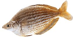 Melanotaenia fluviatilis (Australische regenboogvissen)