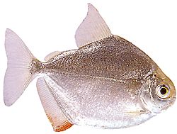 Metynnis hypsauchen (Méthynnis met grote hoofden)