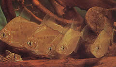 Metynnis lippincottianus (Koumanou, dollar vis)