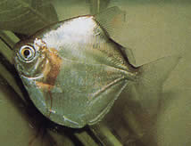 Metynnis mola (Mola mola mola)