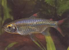Micralestes sp. (Afrikaanse tetra met rode vinnen)