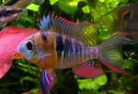 Microgeophagus altispinosus (Altispinosus)