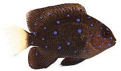Microspathodon chrysurus (Gele sieraden)