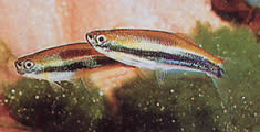 Mimagoniates lateralis (Tetra-Glandee met geblokkeerde zijden)
