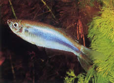Mimagoniates microlepis (Kleine schalen Tetra-Barberos)