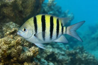 Abudefduf saxatilis Sergeant majoor