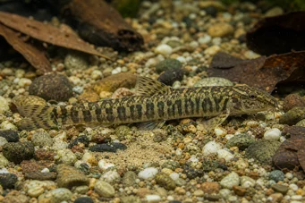 Acanthocobitis botia Platte loche