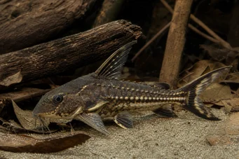 Acanthodoras spinosissimus Spreker
