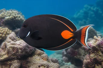 Acanthurus Achilles Rode vlek en staartchirurg